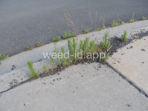 tarweed, cluster
